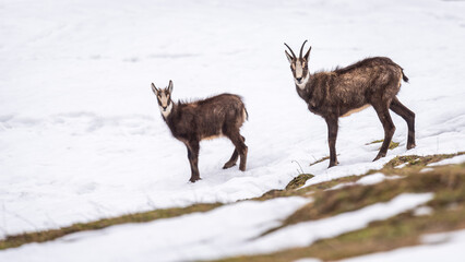 Chamois in the snow. Two rupicapra rupicapra looking at camera in Switzerland.
