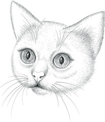Cat vector art illustration T-shirt apparel tattoo design or outwear.  Cute print style kitten background. This hand drawing would be nice to make on the black fabric or canvas.