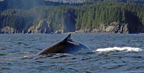 Fin Whale Surfacing Off Coast Of Kodiak Island