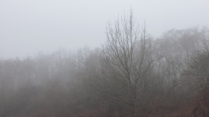 Canadian rain forest with green trees. Early morning fog in winter season. Tynehead Park in Surrey, Vancouver, British Columbia, Canada. Nature Background