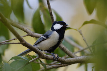 great spotted woodpecker