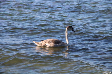 Junger H&ouml;ckerschwan in der Ostsee bei Poel (young mute swan (Cygnus olor))