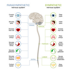 Sympathetic And Parasympathetic Nervous System.