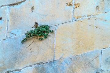 A bird living on the marble walls of the ruins of Ephesus