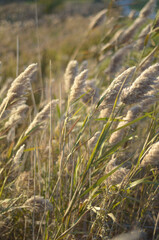 Fototapeta premium ears of wheat