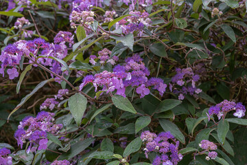 Hydrangea villosa