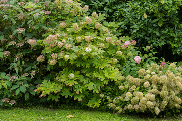 Hydrangea quercifolia, hortensia à feuilles de chêne