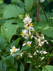Fleurs de Nandina domestica