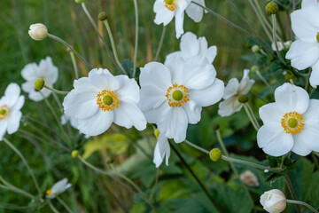 Fototapeta premium Anémone du Japon, Anemone X Hybrida 'Honorine Jobert'