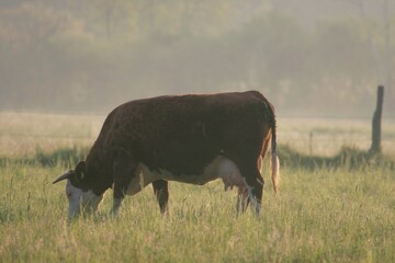 Rinder auf der Weide