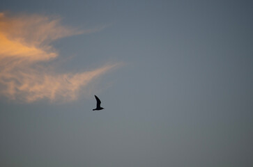 birds in flight