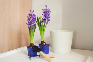 Bright spring flowers before repotting to create a floral arrangement in the interior