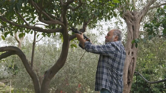 Seasonal pruning of trees. Mature bearded gardener pruning fruit trees with reciprocating saw. Taking care of garden. Cutting tree branch. Spring gardening.