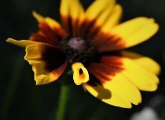  yellow sun flower