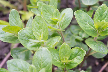 Fresh mint leaves growing in the garden. Homegrown vegetables. Fresh mint organic vegetables.  Healthy vegetable.