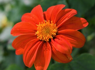 red orange flower