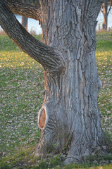 old oak tree