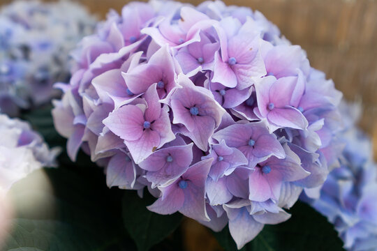 Vintage style photo with real leans and sun flare effects. Beautiful, fiolet Hydrangea macrophylla of close up.