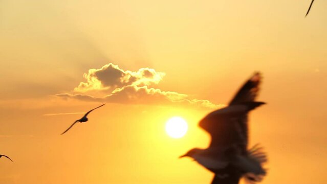 Seagulls bird flying slow motion with sunset.