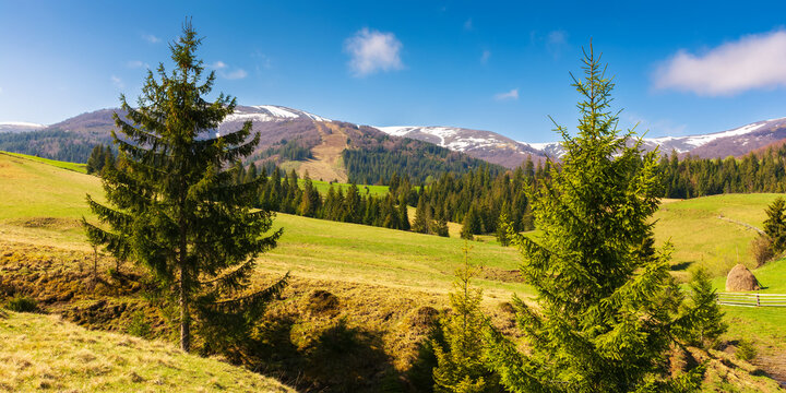 carpathian landscape with green meadows and forest. snow-capped mountain tops of borzhava ridge in the distance. beautiful countryside scenery on a sunny day in spring