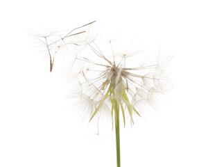Dandelion on which the wind blows.