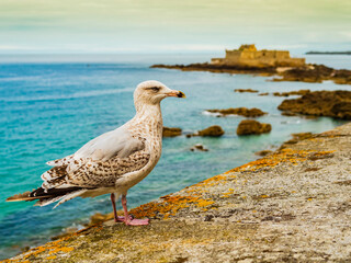 Stunning seagull on the ramparts of Saint Malo with Fort National in background, Brittany, France
