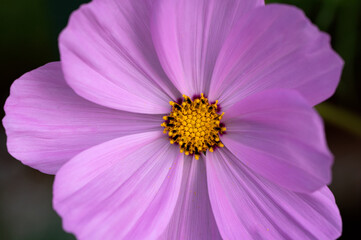Kosmos Flower in Full bloom with beautiful pink coloring with yellow center where pollen sits showing the stunning textures and patterns  © Phillip