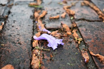 Purple flower on cobble stone