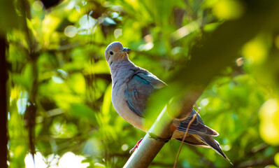 Torcaza común, mirando hacia la cámara, posada entre hojas verdes de arboles  desenfocados, luz de madrugada, en habitad  natural libre 