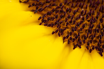 Up close photograph of the center of beautiful yellow sunflower taken in a studio, showing the textured effect of the seed pods of the flower.