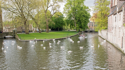 Obraz premium In a pastoral setting, swans swim in a canal in Bruges, Belgium.