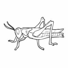 Grasshopper doodle in vector. Line sketch of insect