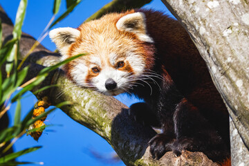 red panda sitting in tree