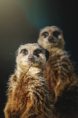 Fototapeta premium meerkat on guard duty