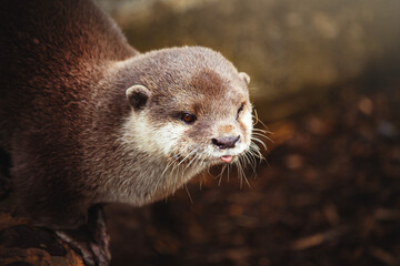 close up of a cute asian otter