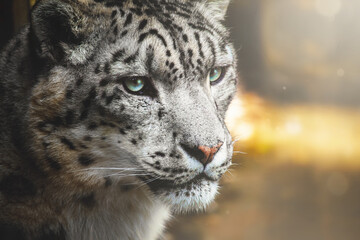 close up of snow leopard face