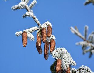On the spruce branch hanging cones.