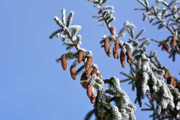 On the spruce branch hanging cones.