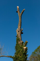 Baumpilz an einem abgestorbenen Baumstamm mit Efeu bewachsen
