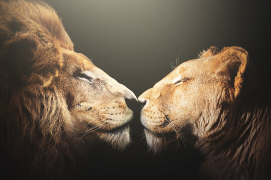 close up of a white lion and lioness couple