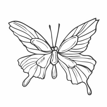 Outline drawing of butterfly. Vector illustration. Black line. Wings with a pattern.