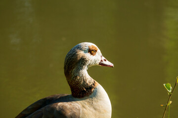 Nilgans auf einer Wiese am See