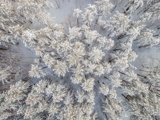 Aerial view of a winter snow-covered pine forest. Aerial drone view of a winter landscape. Snow covered forest