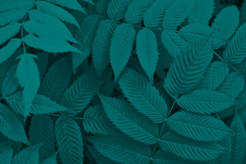 Fototapeta na wymiar Dark vegetable background from meadowsweet leaves. Abstract natural wallpaper from the foliage of a ornamental shrub. Deep turquoise tinted plant backdrop