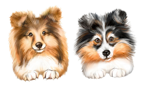 Collie breed dog watercolor illustration, red collie, black and white collie, dogs, puppies, portrait of dogs, pet, longhaired dog 
