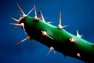 Cactus Mammillaria longimamma, o dedos largos, del desierto, origen de México y Texas Estados Unidos, color verde con espinas afiladas de doble púas, un hermoso diseño con un fondo de cielo azul