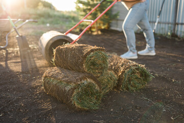 Close up woman laying sod for new garden lawn - turf laying concept - obrazy, fototapety, plakaty