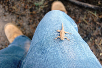A western fence lizard climbing up the blue jeans of a humans leg.