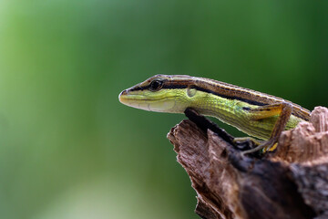 Fototapeta premium a small lizard that lives in the wild of Java