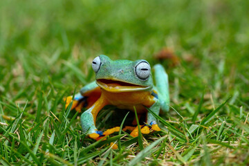 Tree frog on the grass, Flying frogs
